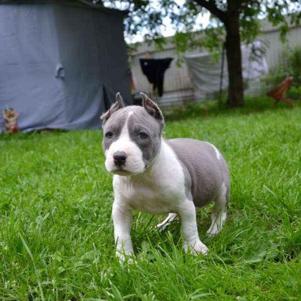 Шикарные милые щенки Амстаффа 2 месяца ркф в Москве фото 4