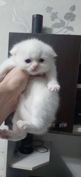 Котята скоттиш фолд в фото 12