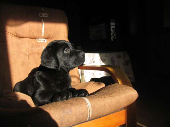 Щенки лабрадора в Самаре в Самаре фото 7