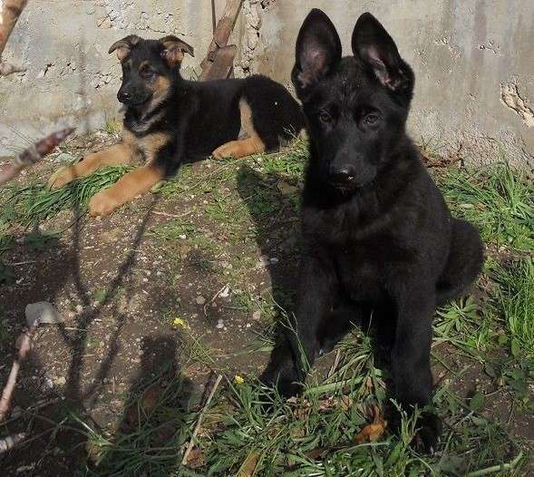 Черные и черно-рыжие щенки немецкой овчарки с документами в Севастополе фото 6