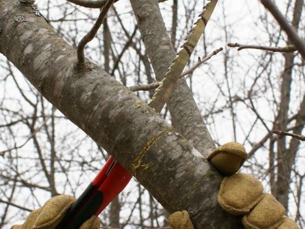 Обрезка деревьев. Уход и лечение вашего сада в Краснодаре фото 14