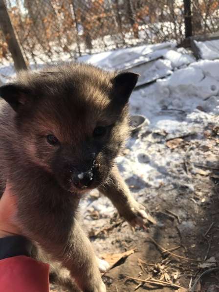 Щенки Лайки в Хабаровске фото 7