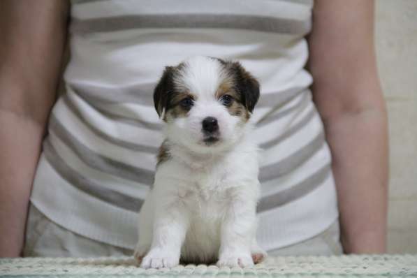 Щенки джек рассел терьера в Реутове фото 7