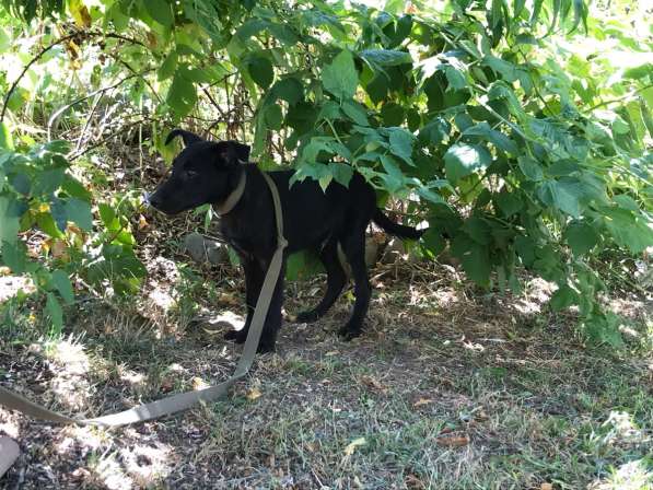 Черный щенок в Краснодаре фото 3