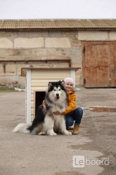 Аренда собаки для фотосессий в Севастополе фото 9