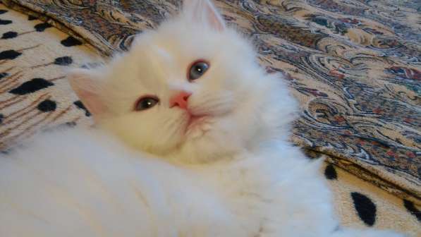 Продам белоснежных пушистых красавиц в Санкт-Петербурге