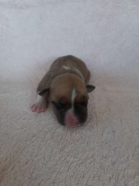 Милые мальчики и девочки Амстаффа резерв ркф в Москве фото 58