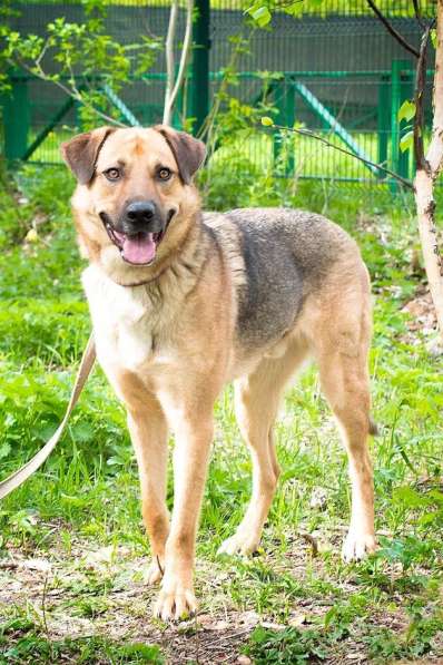 Ермолай. Бывшедомашний снова в приюте в Москве фото 4