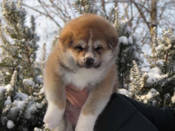 100% щенок японской акита ину в Санкт-Петербурге фото 3