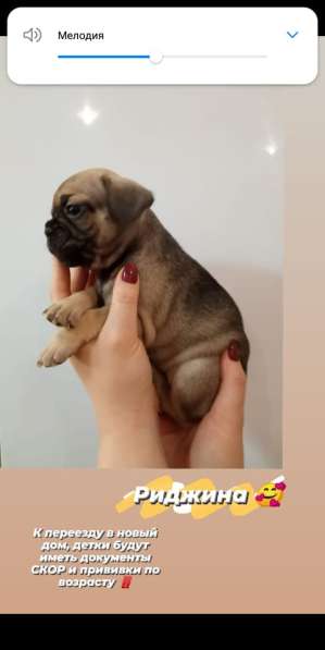 Щенки французский бульдог в Владимире фото 19