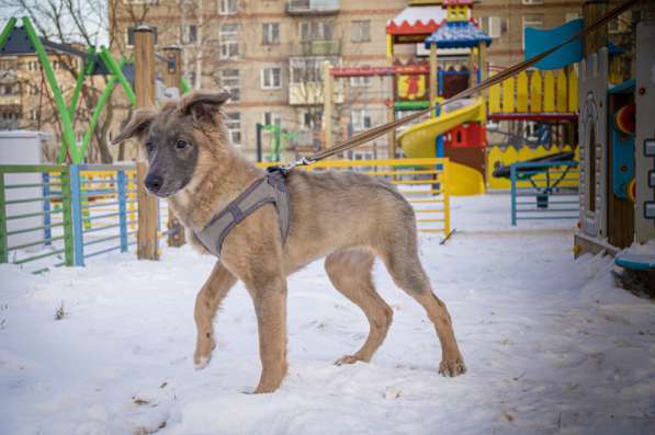 Щенки очень ждут своего человека в Москве фото 8