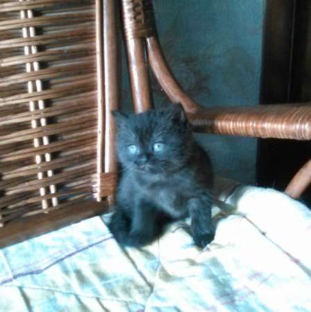 Породистый котенок в Санкт-Петербурге фото 4