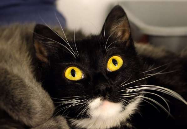 Добрая Поляша ищет дом