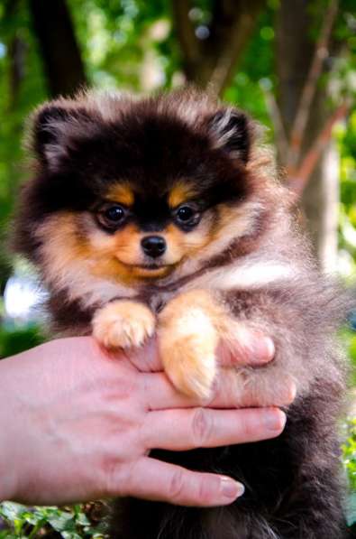 Черноподпалая девчушка в Новомосковске