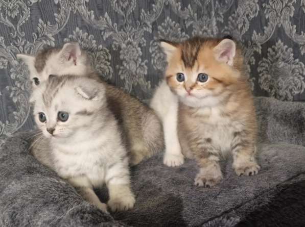 Добрый день друзья. Я продаю замечательных котят в фото 21