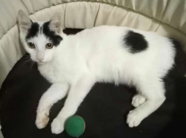 Котенок в добрые руки. Бедный Хвостик