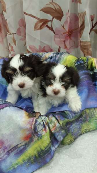 Биверята в Домодедове