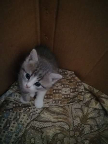 Красивые котята в Нижнем Новгороде фото 4
