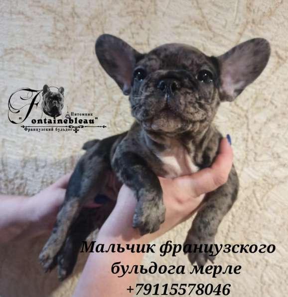 Щенки французского бульдога лилового, голубого, мерле окраса в Москве фото 24