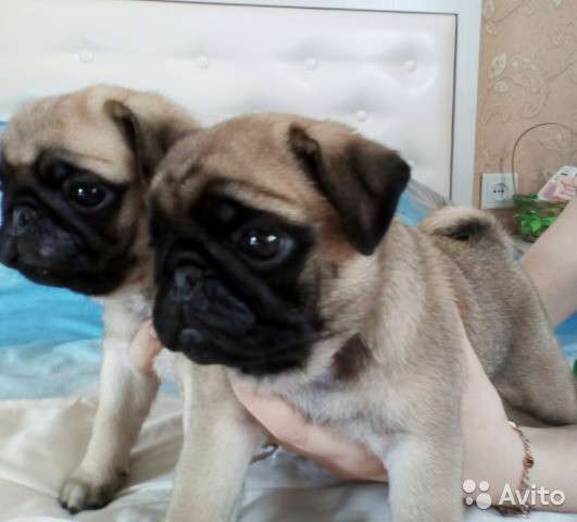 Абрикосовый мопс в Ижевске фото 5