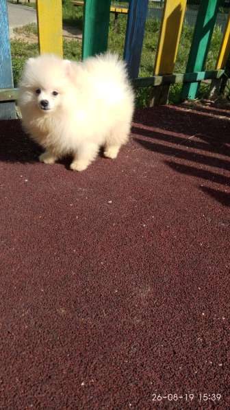 Померанский шпиц -две миниатюрные девочки в Солнечногорске фото 12