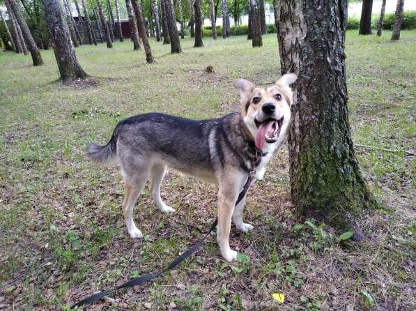 Тася в добрые руки в Ногинске фото 16