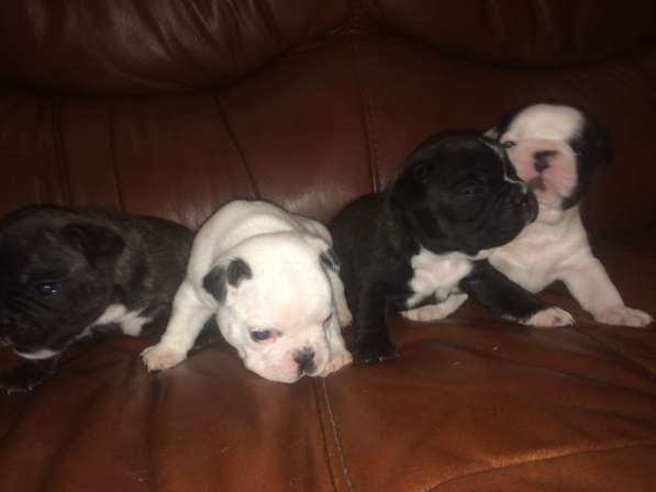 Щенки французского бульдога в Ростове-на-Дону фото 5