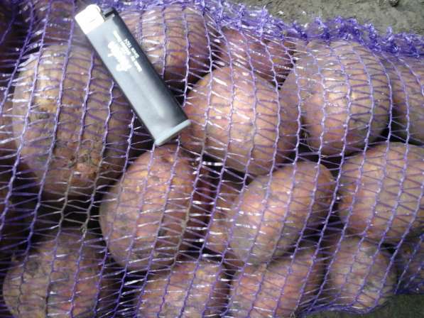 Оптовые поставки вкусного, свежего картофеля в Чебоксарах фото 3