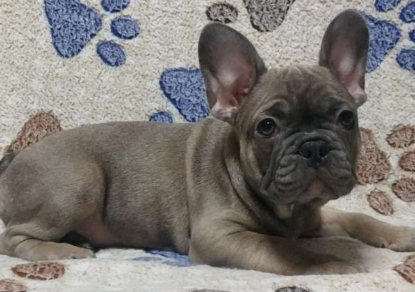Французский бульдог. Blue fawn