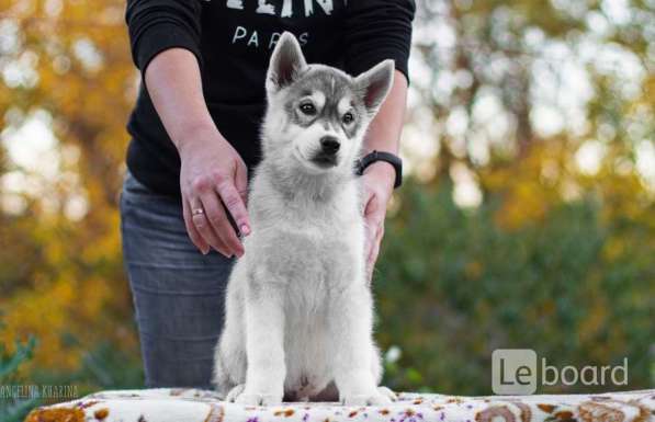 PUPPIES SIBERIAN HUSKY в фото 4