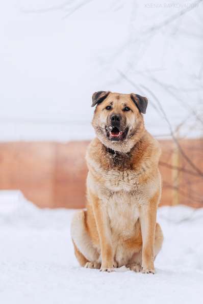 Кохинор ищет семью в Москве фото 8