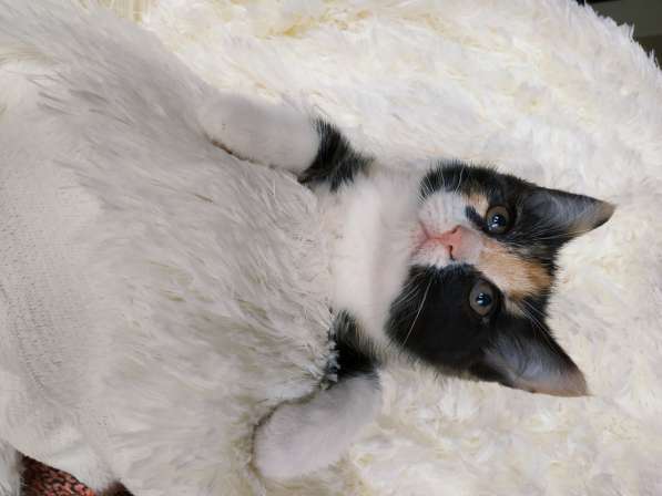 Трехцветный котенок, девочка ласкуша в Санкт-Петербурге фото 10