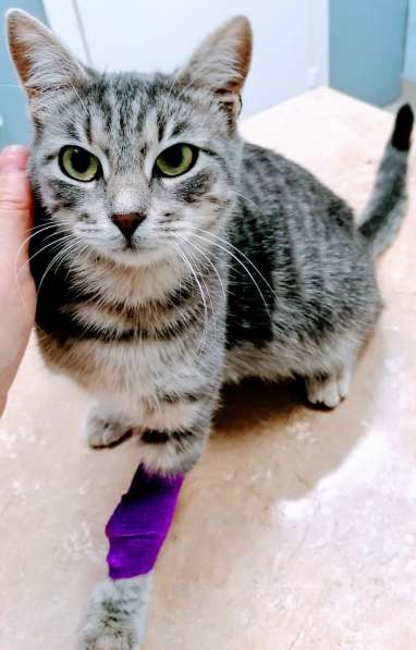 Сос! Кошечку выкинули на улицу в Москве фото 21