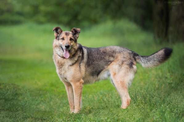 Дружелюбный Денвер ищет семью в Москве фото 11