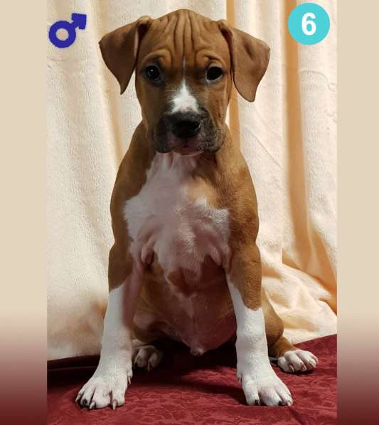 Щенки амстаффа в Москве фото 14