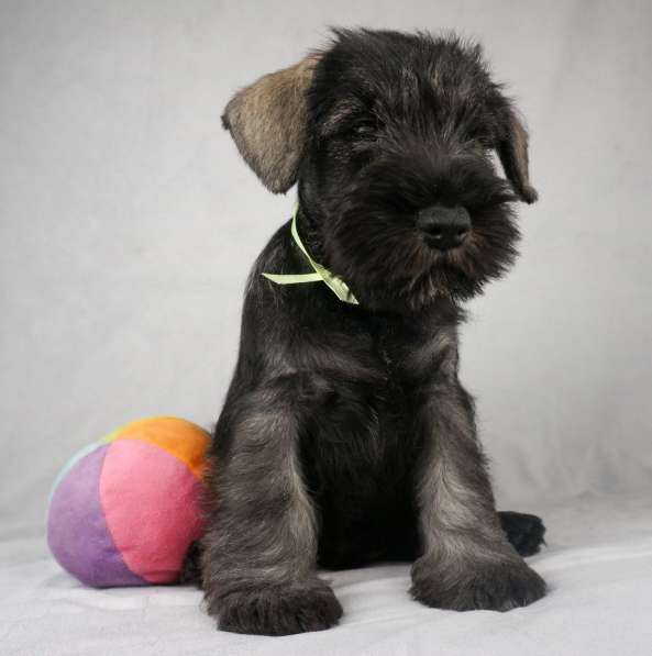 Цвержата в поисках самых лучших хозяев в Самаре фото 18