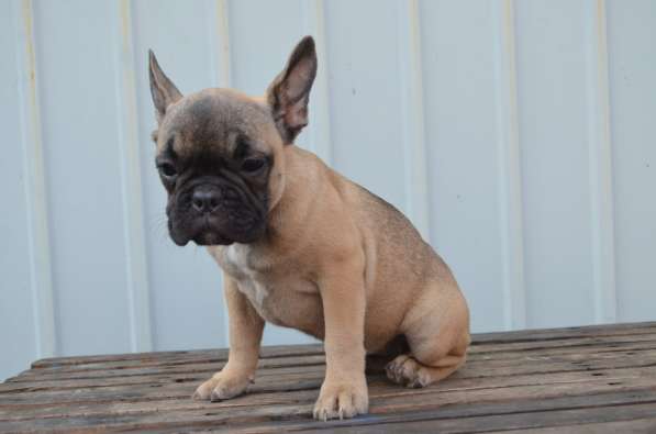 Французский бульдог. Girl. Fawn sable