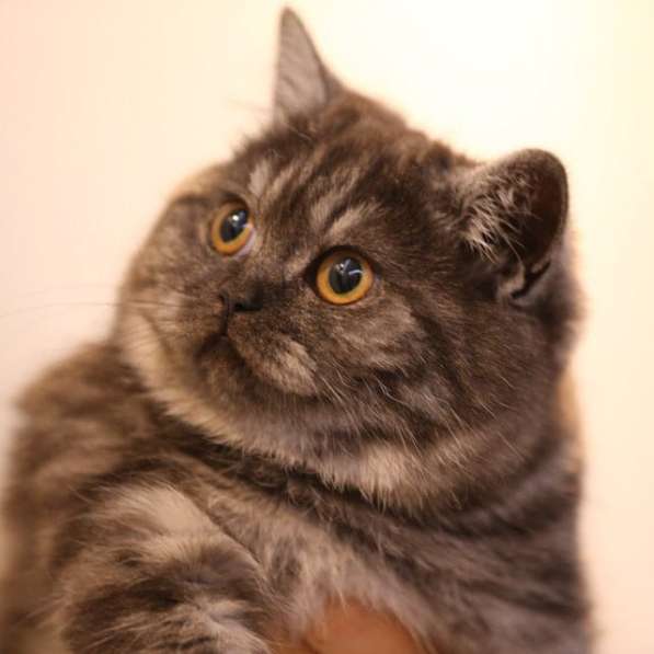 Плюшка шотландская в Санкт-Петербурге