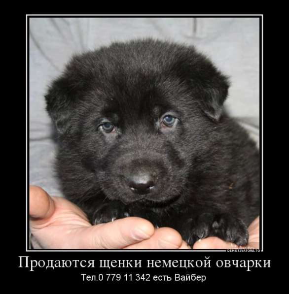 Продаются щенки немецкой овчарки! в фото 17