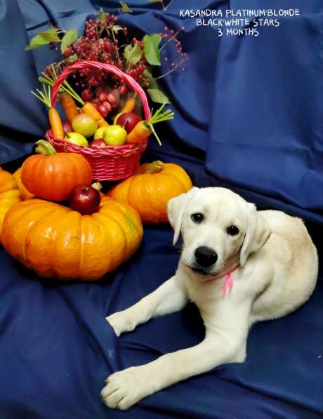 High quality Labrador Retriever puppies в фото 36