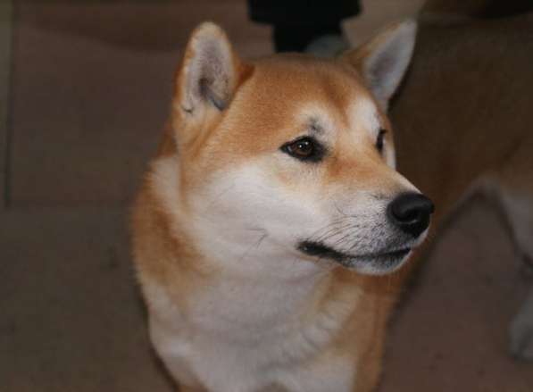Очень красивые щенки Сиба-ину(Шиба) в Москве фото 3