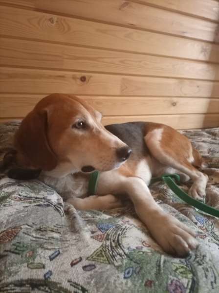 Эстонская гончая в дар