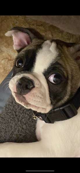 Продаётся собака в Екатеринбурге фото 3