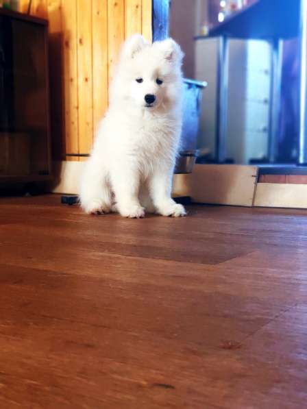 Щенки самоеда шикарные) в Нижнем Новгороде фото 7