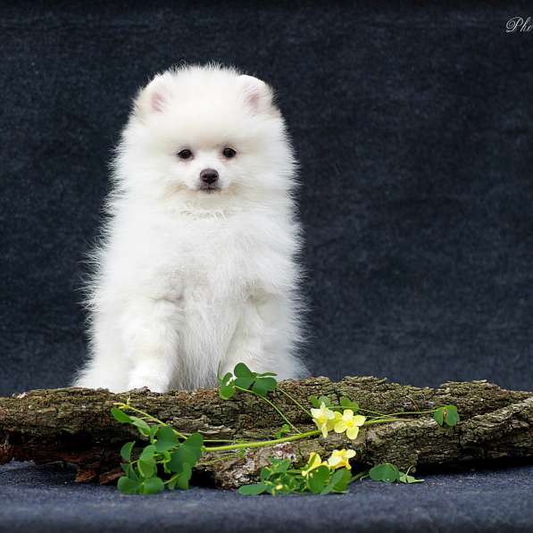 Померанский шпиц в фото 5