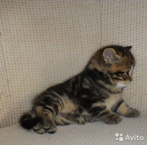 Котята-вислоухие и прямоухие в Костроме фото 19