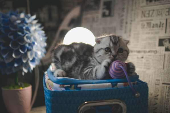 Роскошные котята scottish fold с родословной в Саратове фото 12
