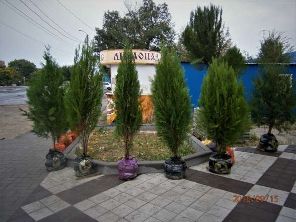 Саженцы хвойных деревьев Туя и Можжевельники в Волгодонске фото 4