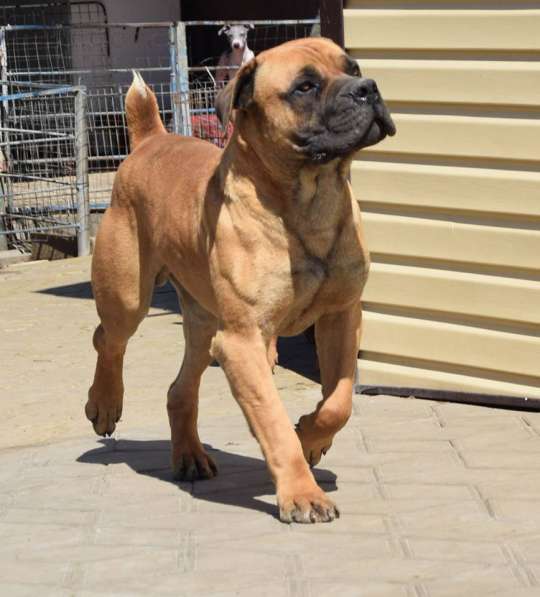 Щенки ЮА Бурбуля в Краснодаре фото 9