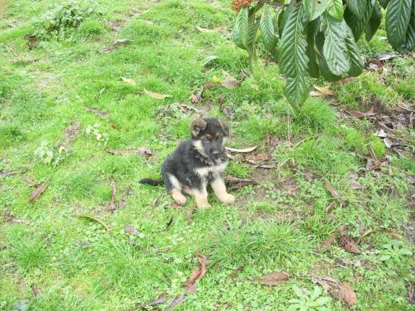 Продаю щенков немецкой овчарки в Адлере фото 17